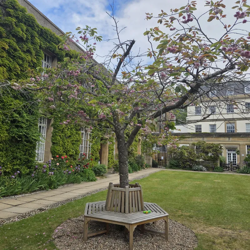 It is where I work and I have seen it regularly for many years. When it comes into blossom it is a real sign of spring