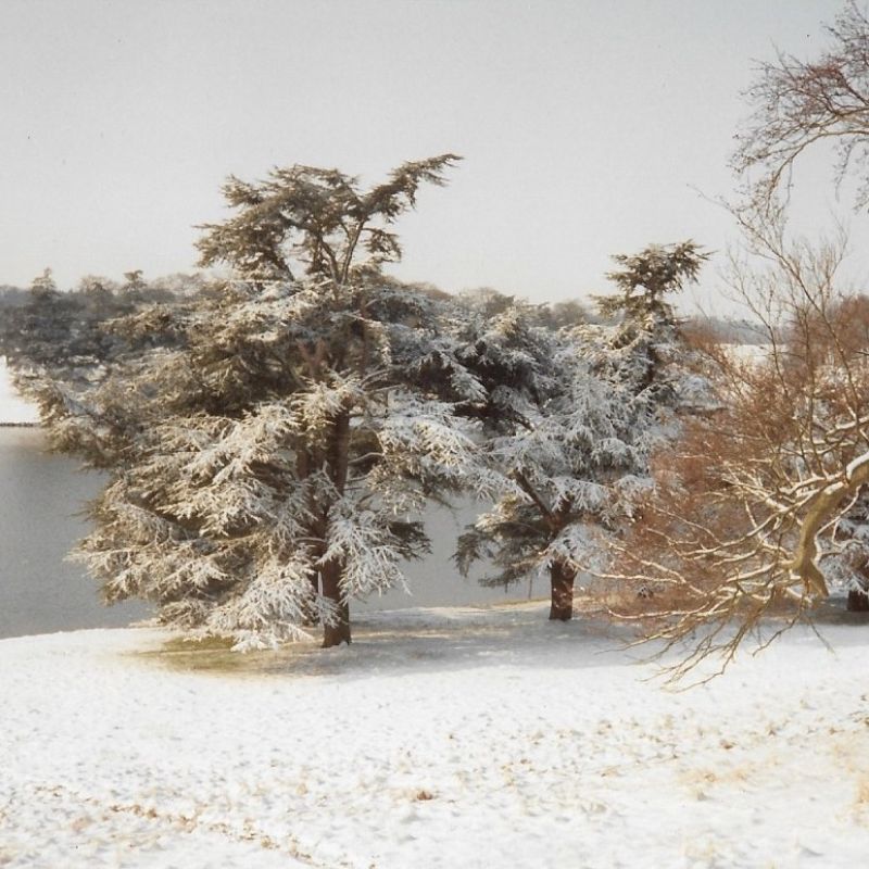 Photo taken on Dec 17th 1977! I love this photo of a tree, which is practically Christmas card material, from near the Town Gate at Blenheim, Woodstock. It is still going strong today.