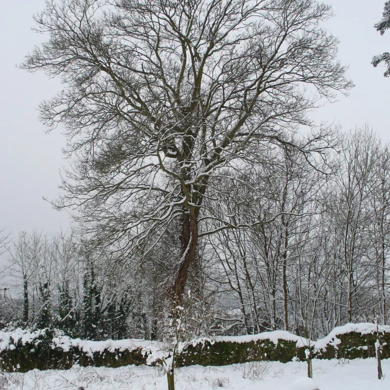 I used to live near this tree and walk past it to get to my car.  What ever the season it offered something majestic.  It gave a sense of continuity and calm.